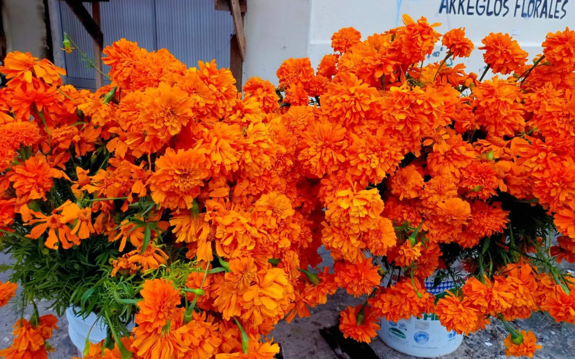 ¿Cuánto cuesta un ramo de flores de cempasúchil o de mano de león Conoce su precio en Tampico Yadira Hernández (1)